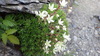 Saxifraga bronchialis rebunshirensis - Photo (c) Yoshimasa Uchiyama, some rights reserved (CC BY), uploaded by Yoshimasa Uchiyama