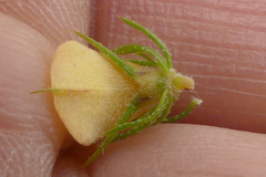 Aspalathus asparagoides asparagoides