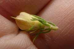 Aspalathus asparagoides asparagoides