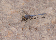 Orthetrum chrysostigma