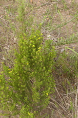Aspalathus asparagoides asparagoides