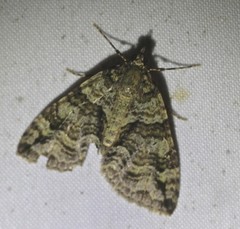 Polyclysta hypogrammata