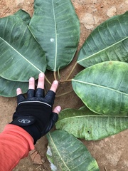 Ficus tonduzii