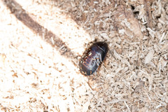 Pycnoscelus surinamensis