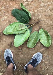 Ficus tonduzii