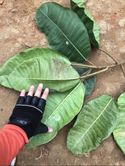 Ficus tonduzii