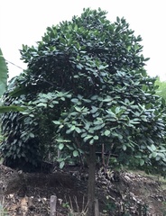 Ficus tonduzii