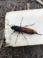 Urocerus californicus