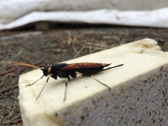 Urocerus californicus