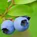 Lowbush Blueberry - Photo (c) Captain Tenneal, some rights reserved (CC BY-NC-ND)