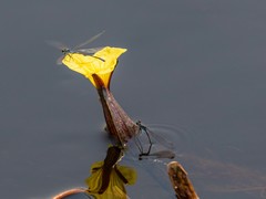 Pseudagrion deningi