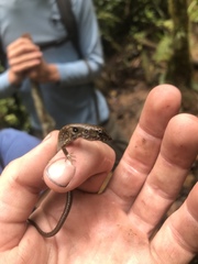 Potamites strangulatus