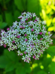 Ligusticum scothicum