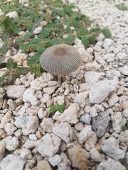 Coprinellus arenicola