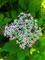Ligusticum scothicum