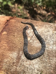 Atractus touzeti