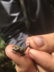Pristimantis ventrimarmoratus