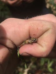 Pristimantis katoptroides