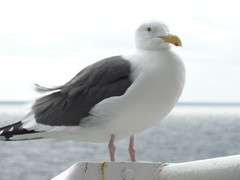 Larus occidentalis