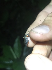 Pristimantis ventrimarmoratus