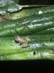 Pristimantis mallii