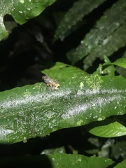 Pristimantis ventrimarmoratus