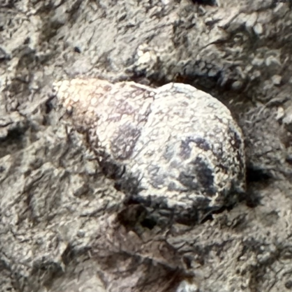 Japanese mysterysnail