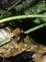 Osteocephalus fuscifacies