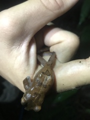 Osteocephalus fuscifacies