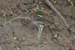 Burhinus senegalensis