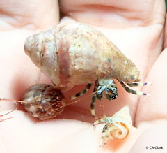 Terebridae