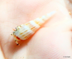 Terebridae