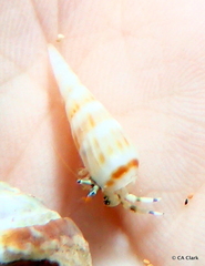 Terebridae
