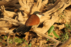 Centropus senegalensis image