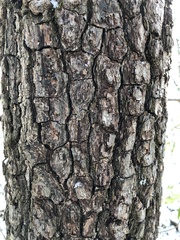 Ebenaceae
