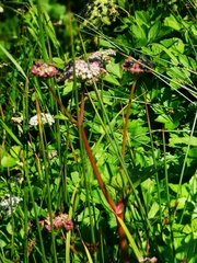 Ligusticum scothicum