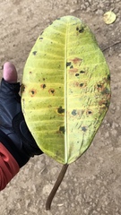 Ficus tonduzii