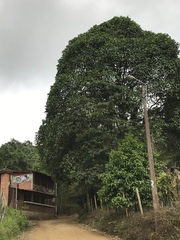 Ficus tonduzii