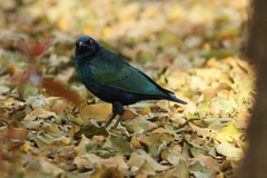 Lamprotornis chalcurus