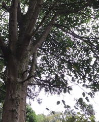 Ficus tonduzii