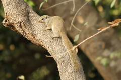 Heliosciurus gambianus