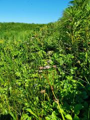 Ligusticum scothicum