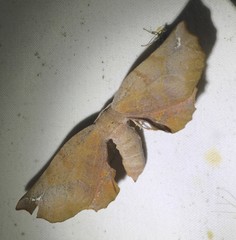 Parepisparis multicolora