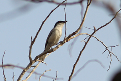 Dryoscopus gambensis