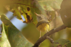 Eremomela pusilla