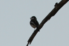 Batis senegalensis