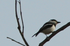 Batis senegalensis