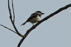 Batis senegalensis