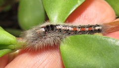 Euproctis punctifera