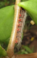 Euproctis punctifera